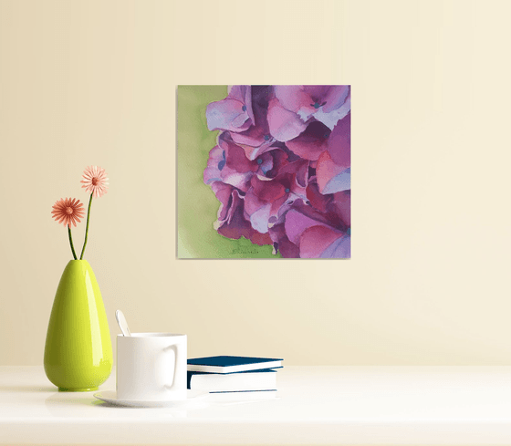 Hydrangea n.1