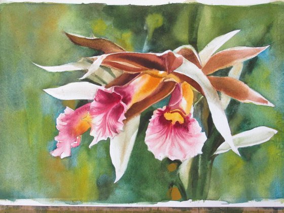 A painting a day #16 "Nun's orchid"