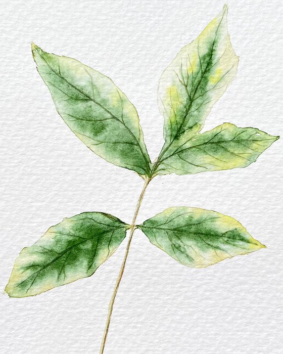 Autumn leaf Sketch #1