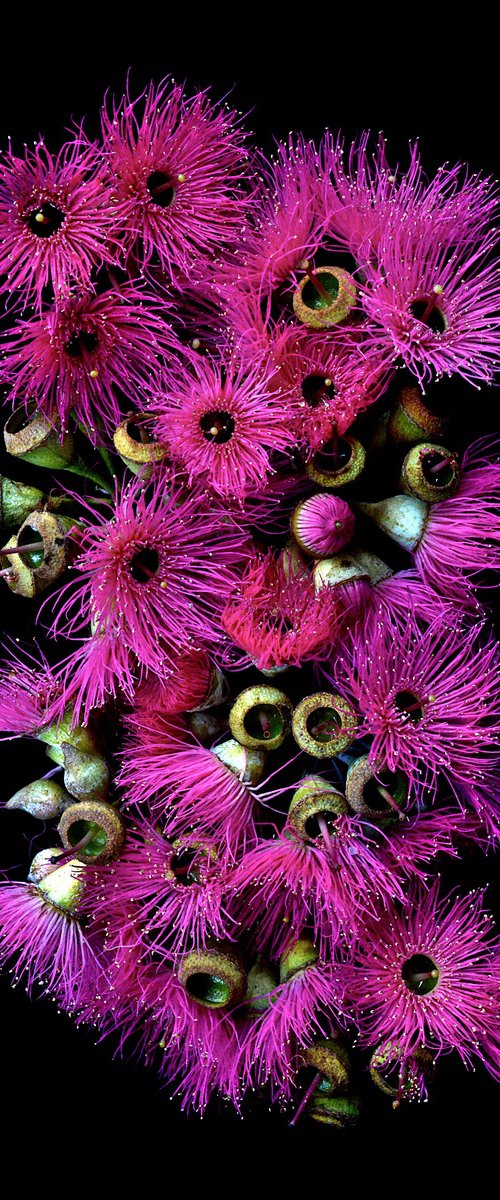 Pink Flowering Eucalyptus by Nadia Culph