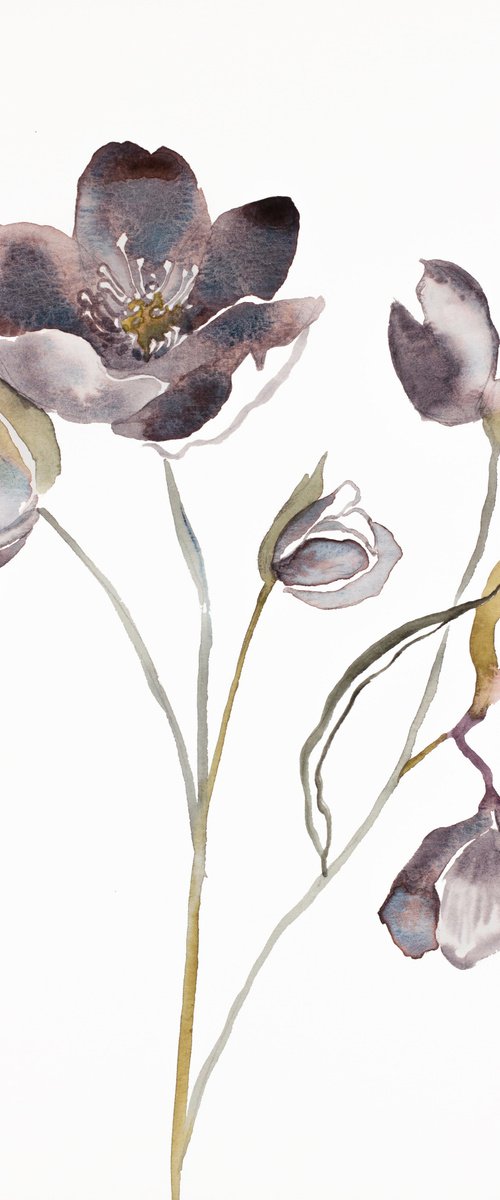 Hellebore No. 17 by Elizabeth Becker