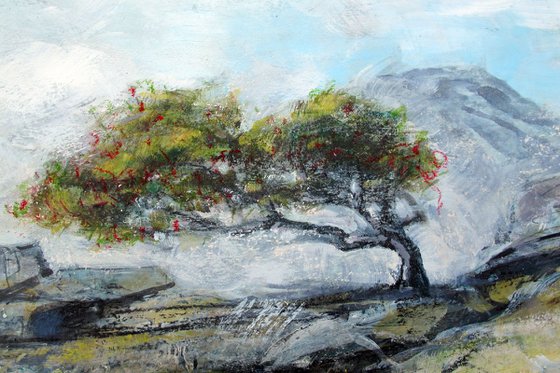 Rowan Tree, The Great Moss, Cumbria