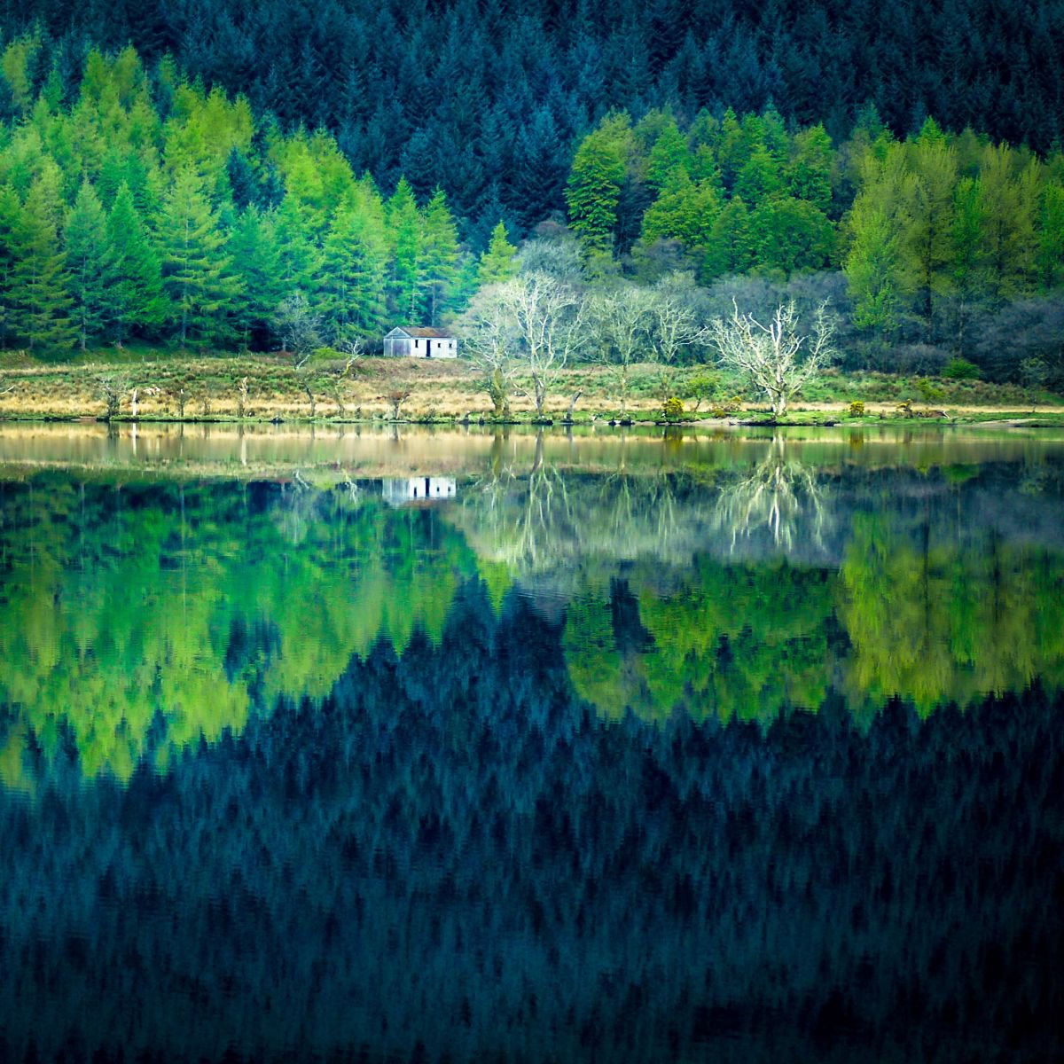 Impressionistic Landscape Photograph By Lynne Douglas, 24 X 24", Tranquility, Loch Eck, Original Artwork