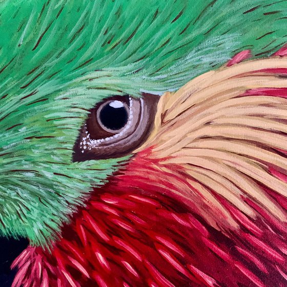 Edward's Fig Parrot