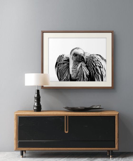Cape Vulture