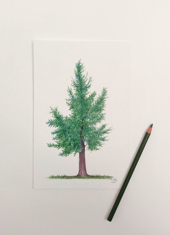 Pine Tree