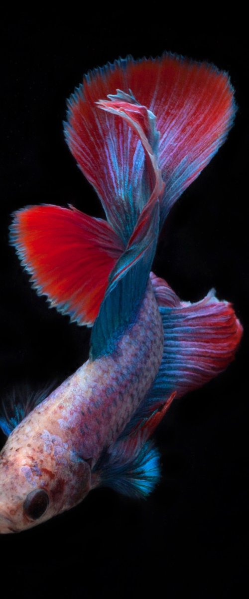 Betta 92 by MICHAEL FILONOW