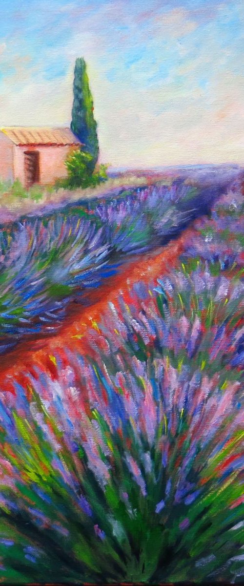 Lavender Fields by Maureen Greenwood