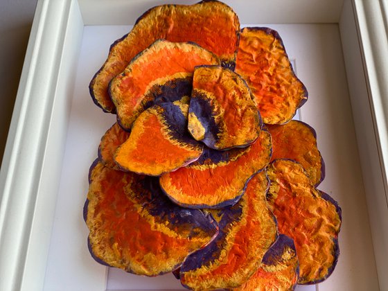 Polyporus Versicolor