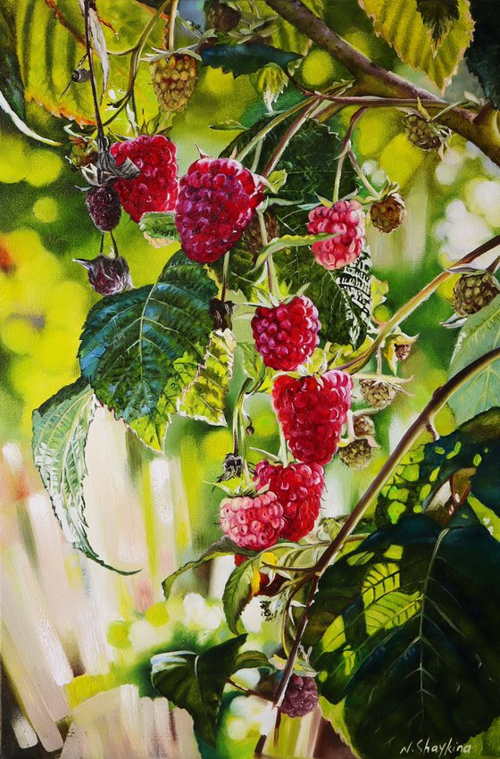 Ripe Raspberries on Branch