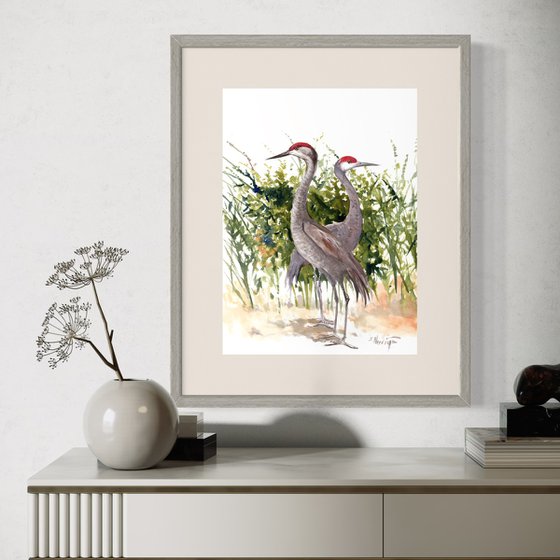 Sandhill Cranes