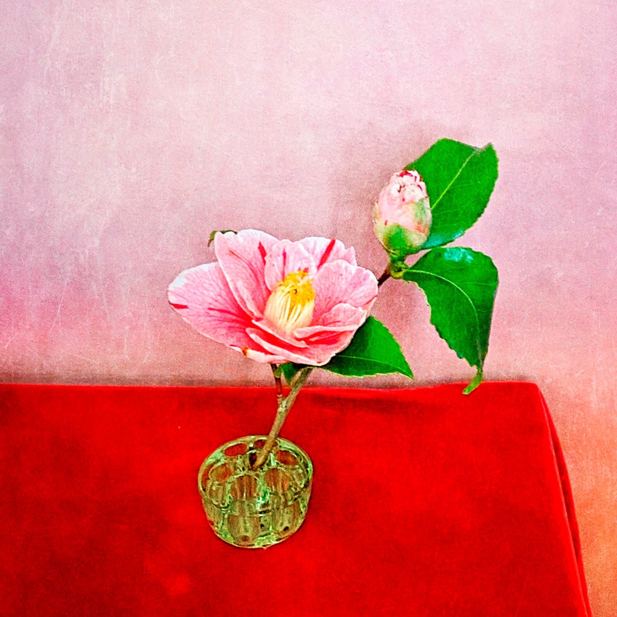 Expressive Botanical Photograph By Sarah Parsons, 12 X 12", One Pink Camelia, Original Artwork