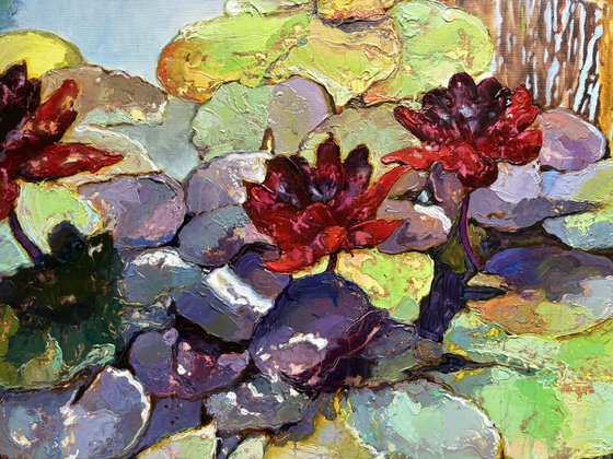 Water Lilies