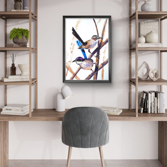 Purple-crowed Fairy-wrens