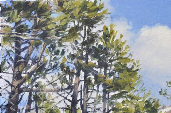 Pines on Snowy Mount Mézenc