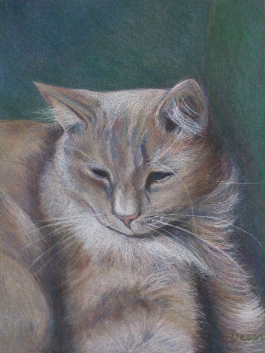Contented (cat) by Dawn Rodger