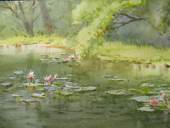 Water lilies