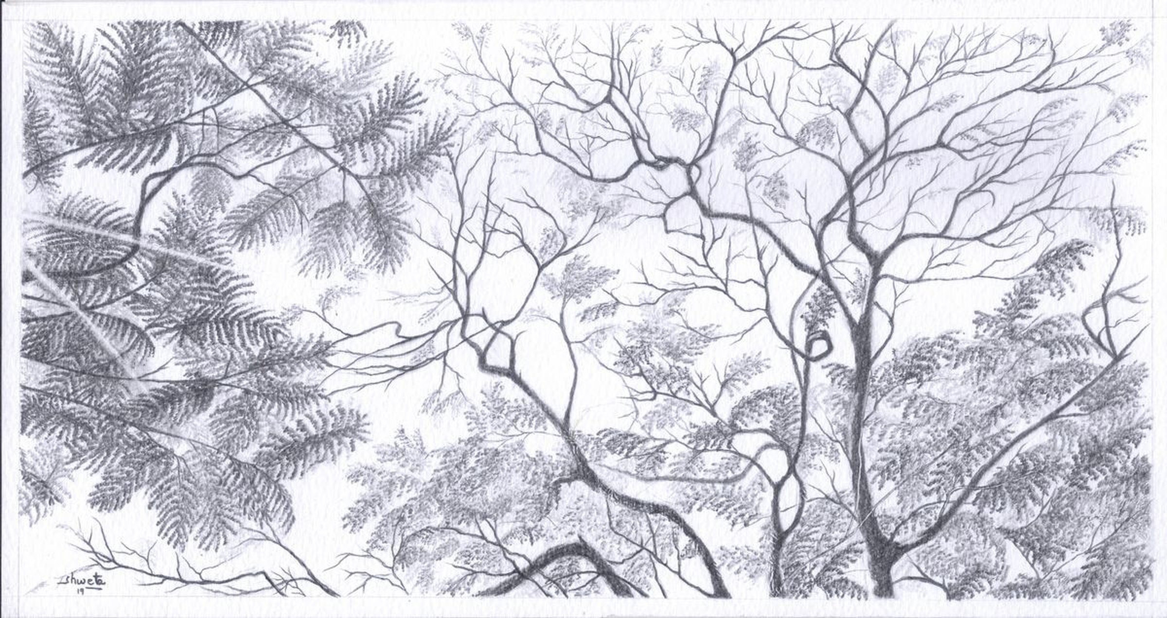 Gulmohar Tree Canopy By Shweta Mahajan Artfinder gulmohar tree canopy