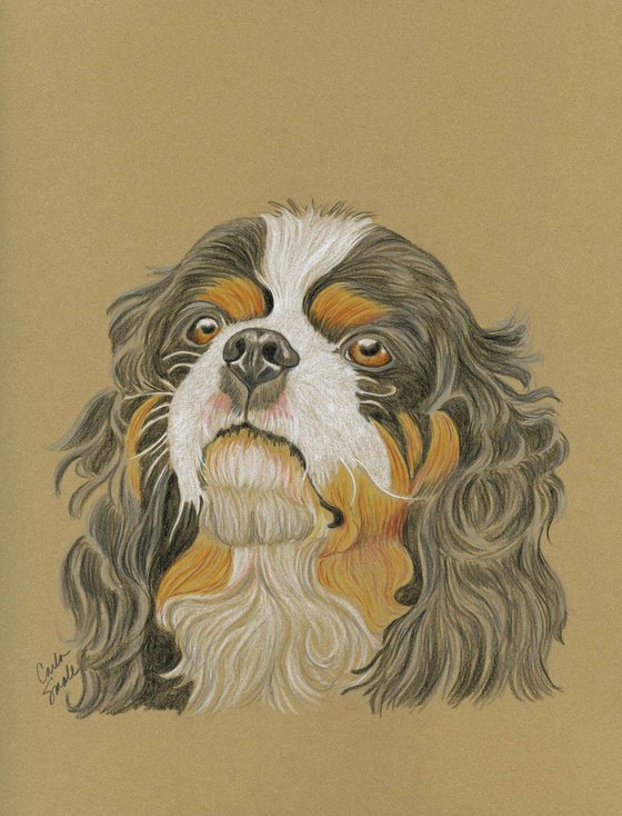 Pet Dog Cavalier King Charles Spaniel Art Original Drawing-Carla Smale