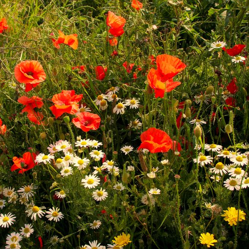 Poppies & Daisies by Martin  Fry
