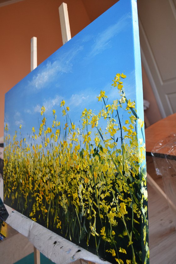 Canola Field in Ukraine