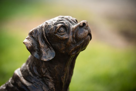 Sitting Puggle FB