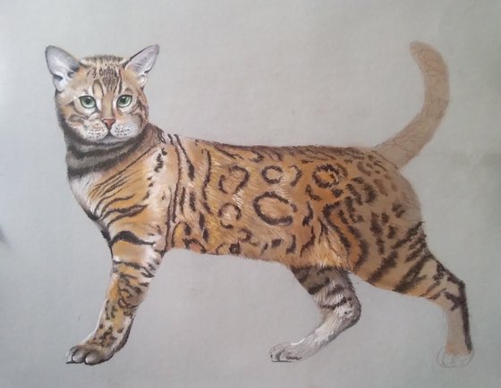 A handsome Bengal cat