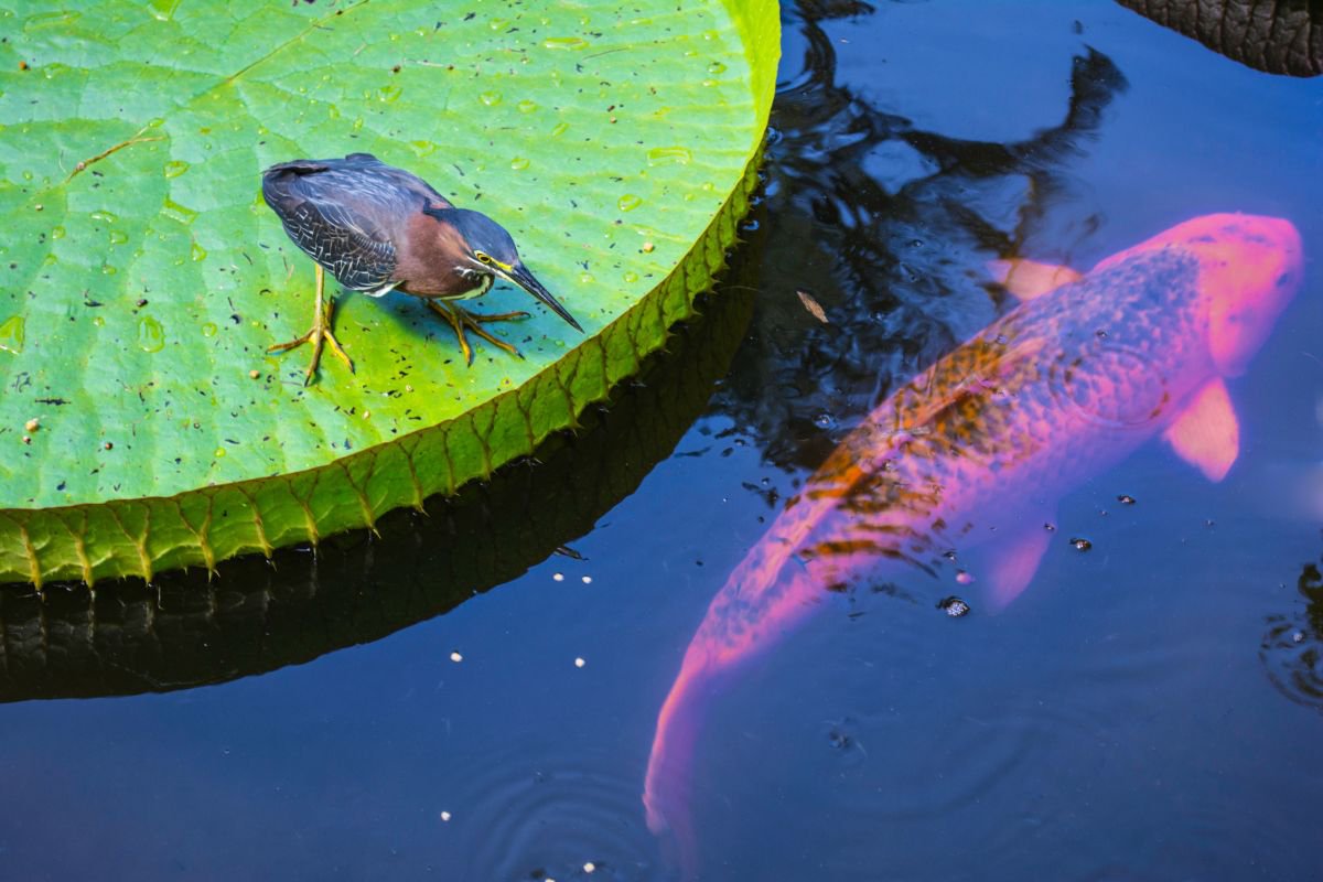 Green Heron and Koi by Eugene Norris