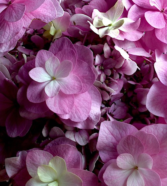 Mop Head Hydrangea