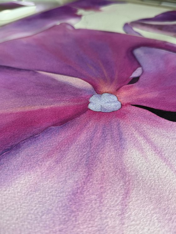 Miss Hydrangea