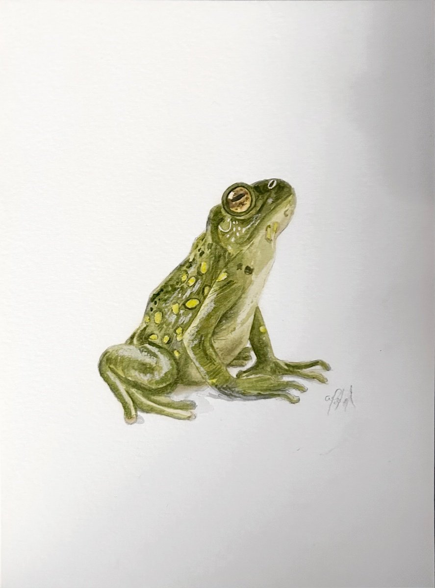 Frog by Amelia Taylor