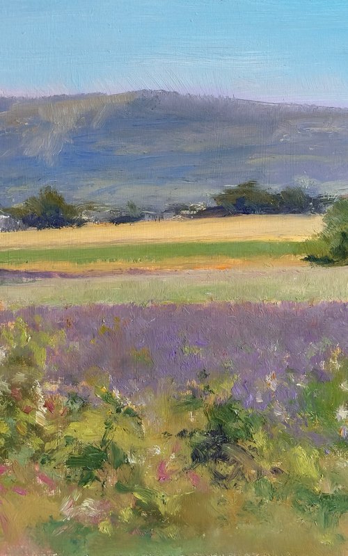 Lavander Fields in Provence by Pascal Giroud