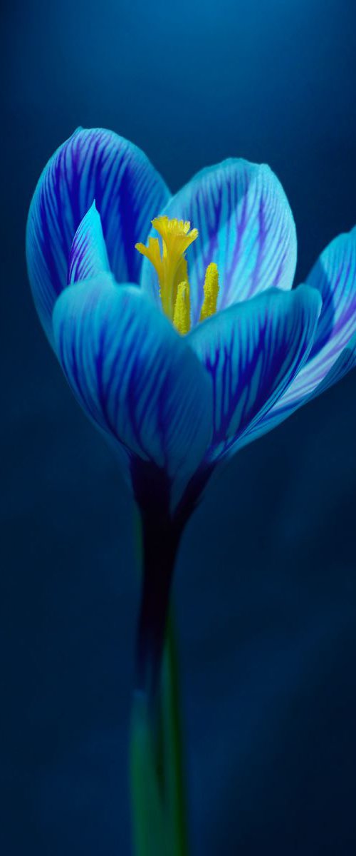 Blue Tulip by MICHAEL FILONOW