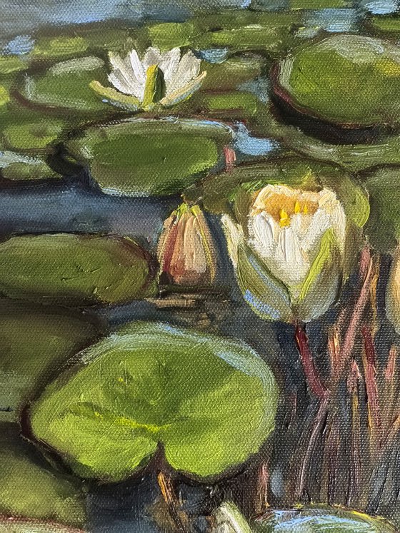 Water lilies