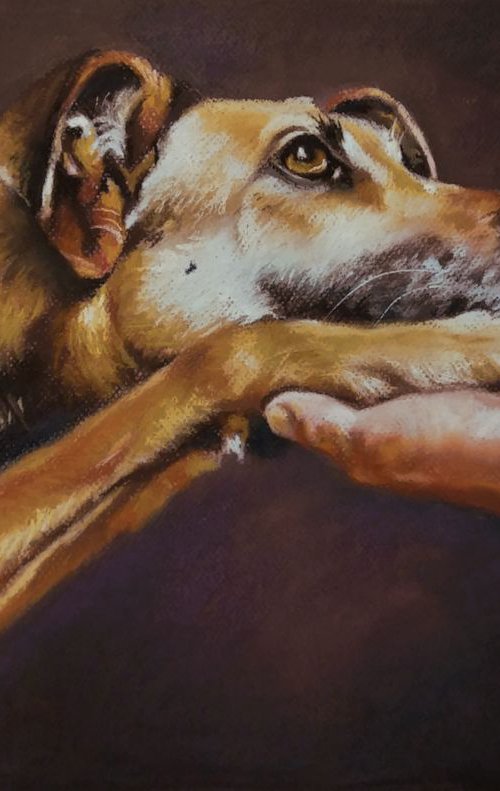 Give me a paw by Magdalena Palega