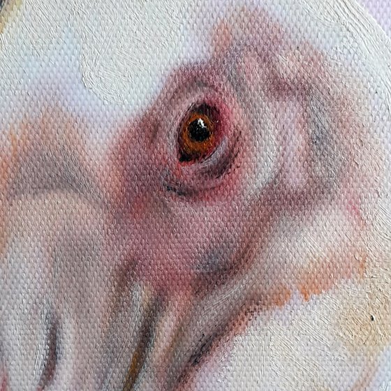 ROSEATE SPOONBILLS