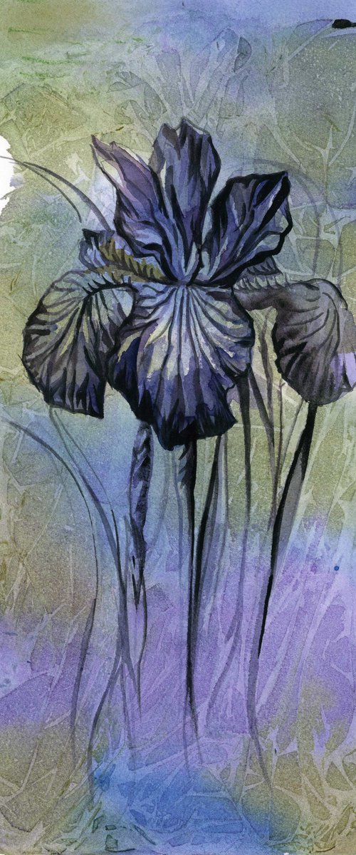 iris with blues watercolor floral by Alfred  Ng