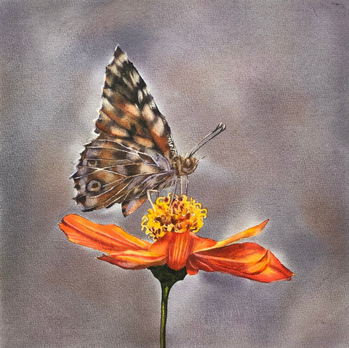 Photorealistic Animal Watercolour By Alina Karpova, 10 X 10, Butterfly On Flower, Original Artwork
