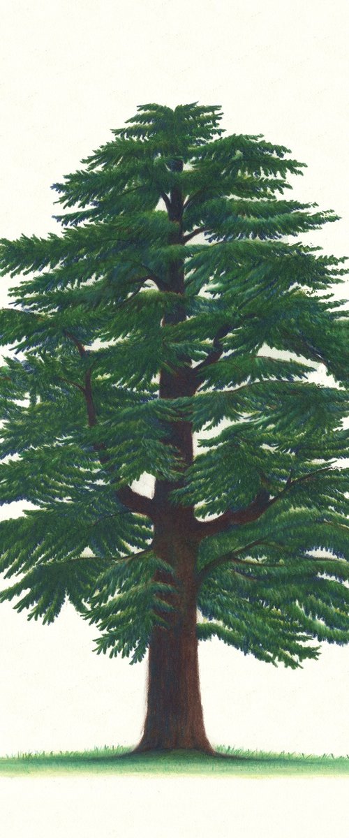 Cedar of Lebanon by Shweta  Mahajan