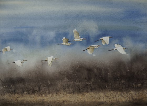 Flock of Snowy Egrets flying