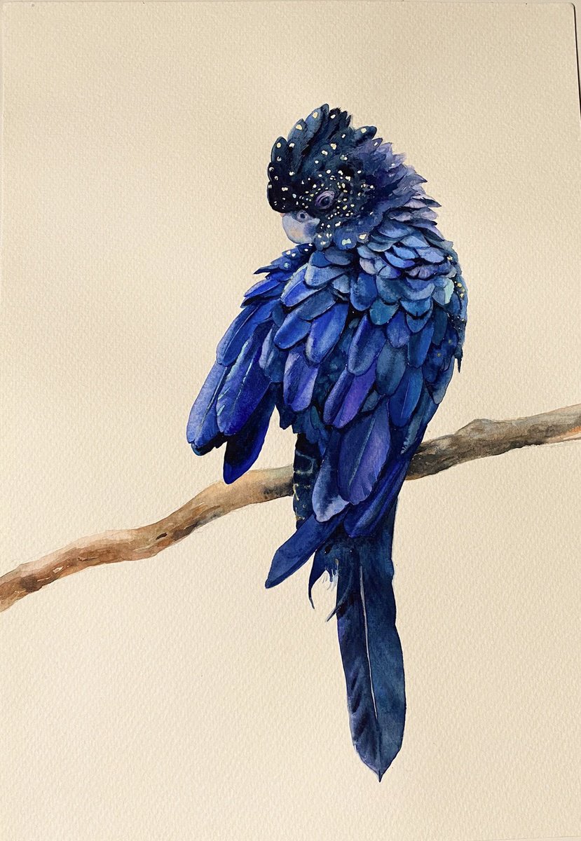 Blueberry cockatoo by Asya   Kozachek