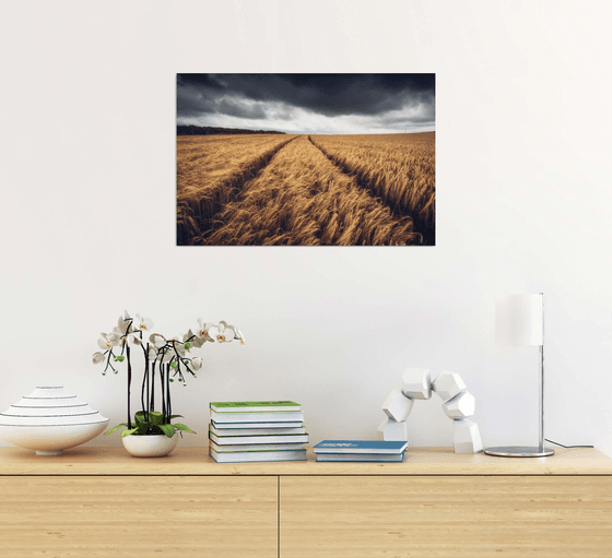 Cereal crops on a stormy day