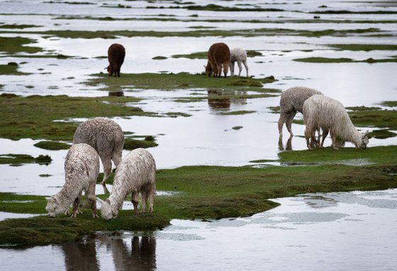 Grazing Llamas