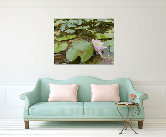 Water lily IV