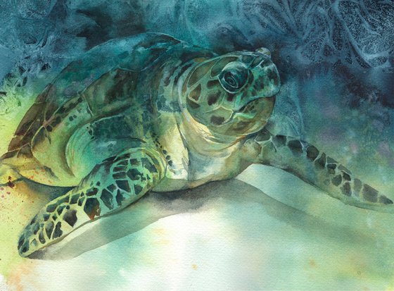 Hawksbill Turtle