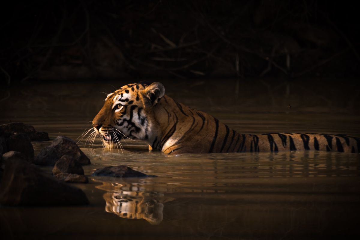 Photorealistic Animal Photograph By Nick Dale, 33 X 26", Bath Time, Original Artwork