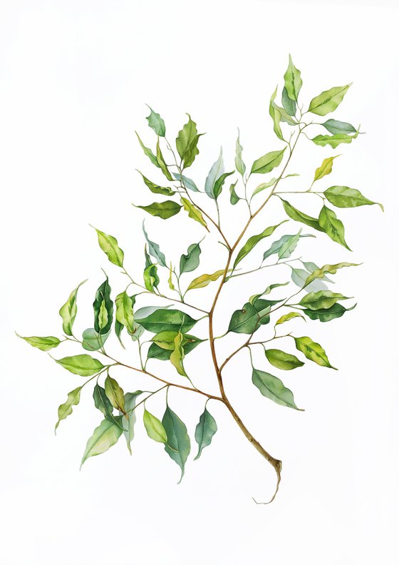 A large branch of Benjamin's ficus. Original watercolour work.