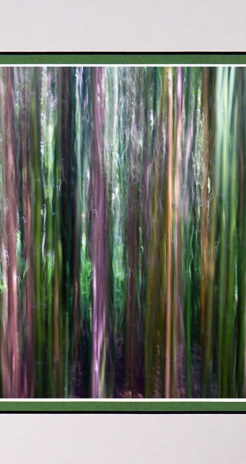In the Bamboo Forest ICM photography by Robin Clarke