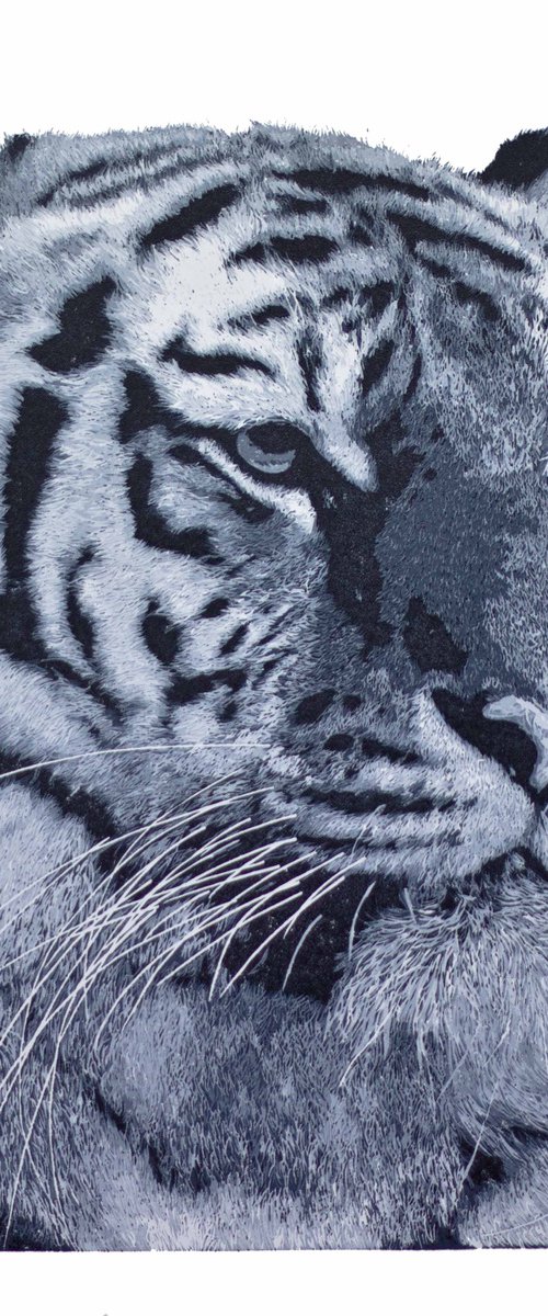Bring on the Year of The Tiger by Wayne Longhurst