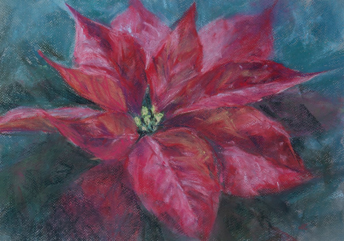 Red poinsettia flower by Kateryna Nazarenko